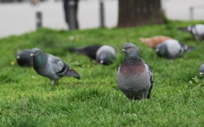 Bird Control West Lothian