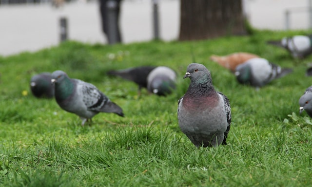 Bird Control West Lothian