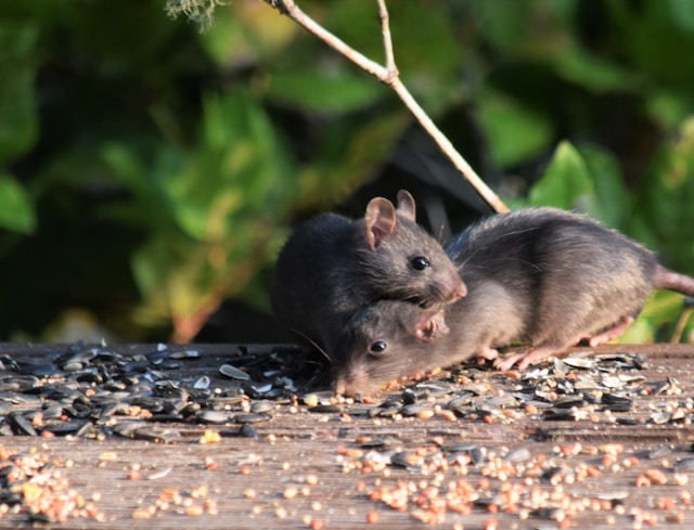 Rodent Removal Broxburn, West Lothian