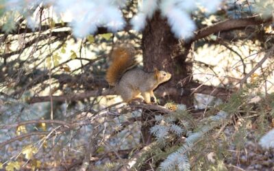 Squirrel Pest Control Scotland – Protecting Your Property from Infestations