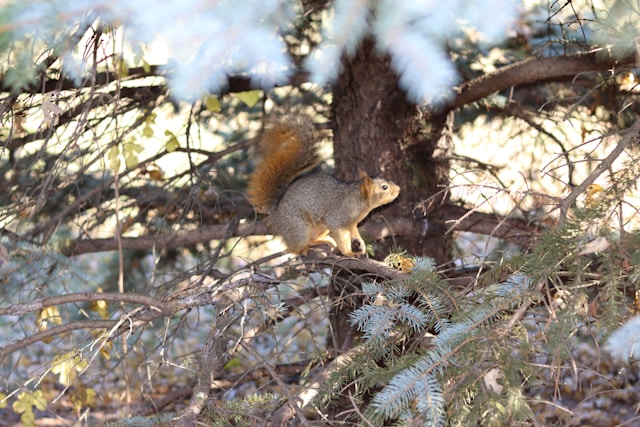 squirrel pest control scotland